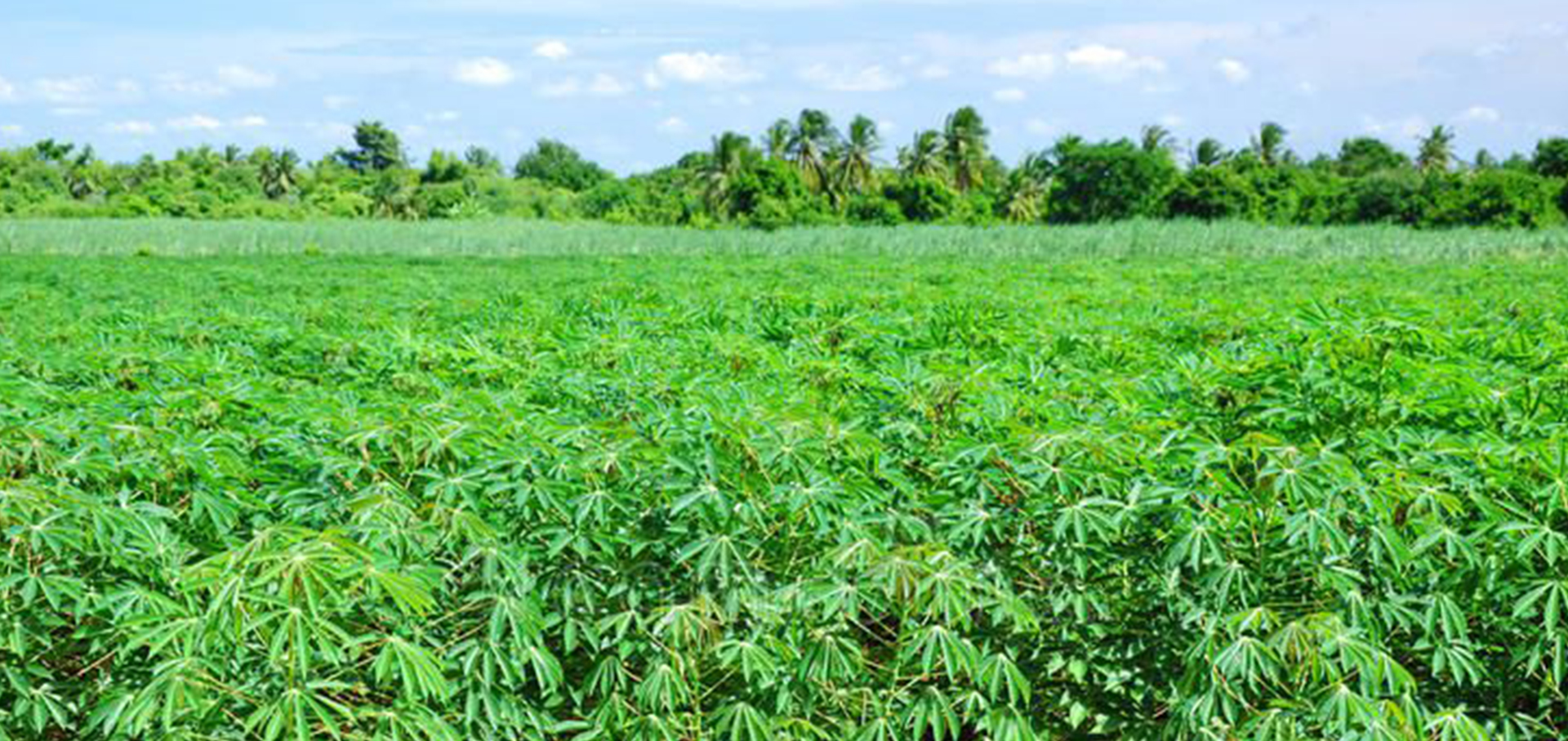 AAI Cassava garden