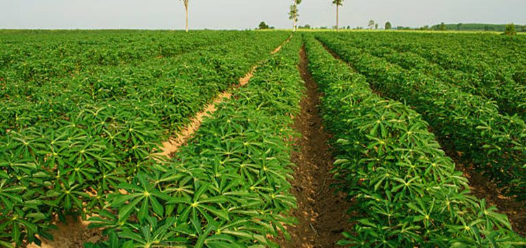 garden 2 cassava