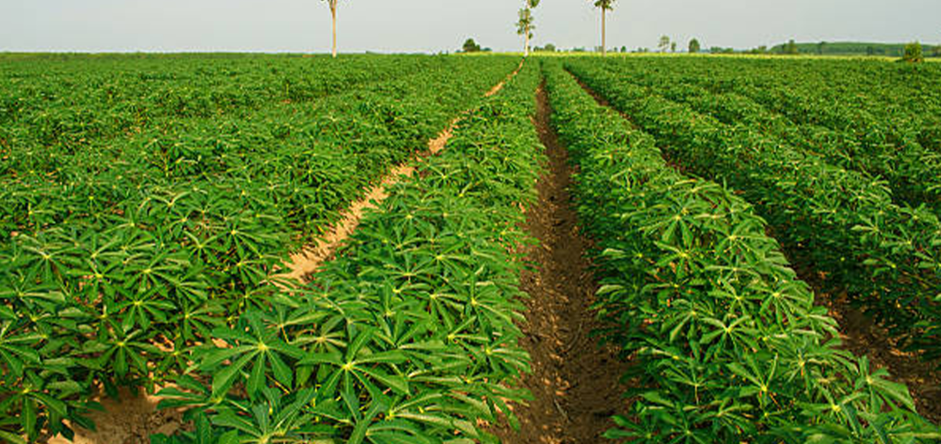 garden 2 cassava